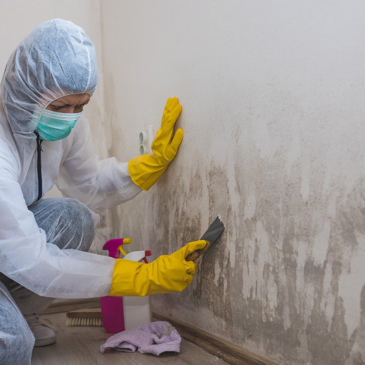 Mold Remediation Mold Remediation