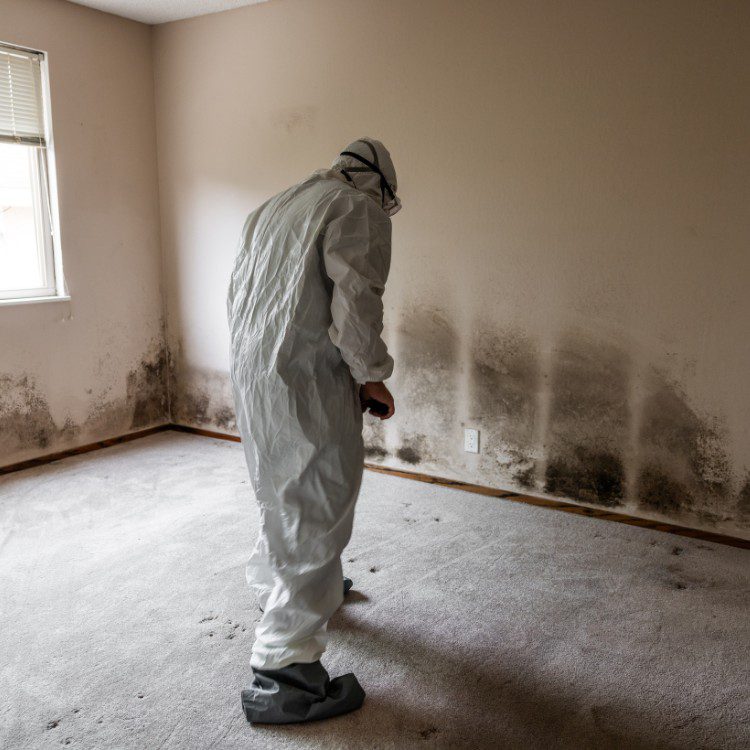 Mold Remediation Mold Remediation